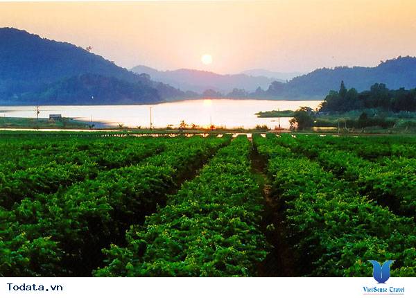 Vẻ đẹp hút hồn của vườn nho Silver Lake Hình ảnh 1 Vẻ đẹp hút hồn của vườn nho Silver Lake Hình ảnh 1