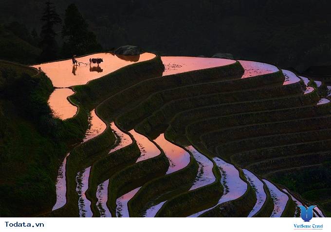 Vẻ Đẹp Kiêu Sa Của  Quần Thể Ruộng Bậc Thang Nguyên Dương Hình ảnh 1