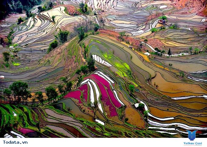 Vẻ Đẹp Kiêu Sa Của  Quần Thể Ruộng Bậc Thang Nguyên Dương Hình ảnh 2