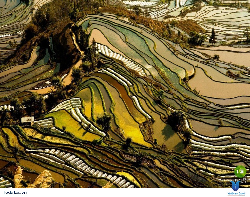 Vẻ Đẹp Kiêu Sa Của  Quần Thể Ruộng Bậc Thang Nguyên Dương Hình ảnh 3