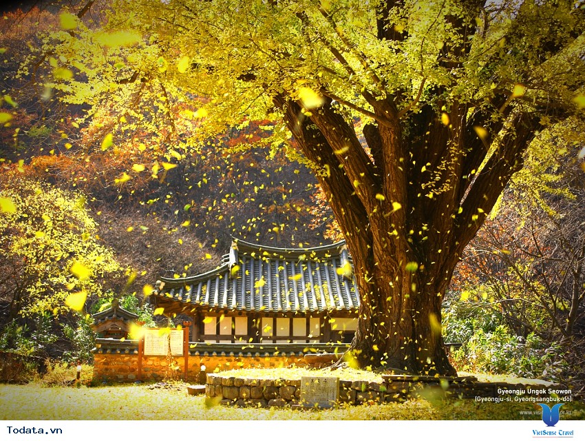 Vẻ Đẹp Thành Phố Gyeongju Hình ảnh 5