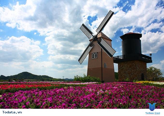 Vườn nho giống ngoại ô châu Âu ở Pattaya Hình ảnh 1 Vườn nho giống ngoại ô châu Âu ở Pattaya Hình ảnh 1