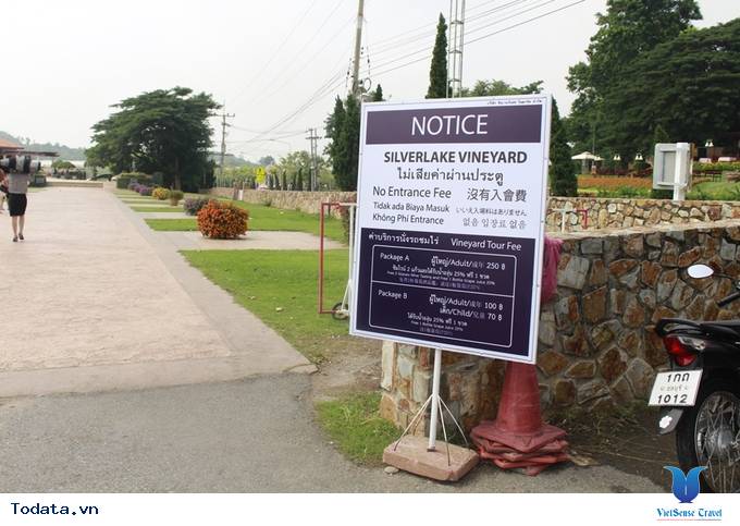Vườn nho giống ngoại ô châu Âu ở Pattaya Hình ảnh 3 Vườn nho giống ngoại ô châu Âu ở Pattaya Hình ảnh 3