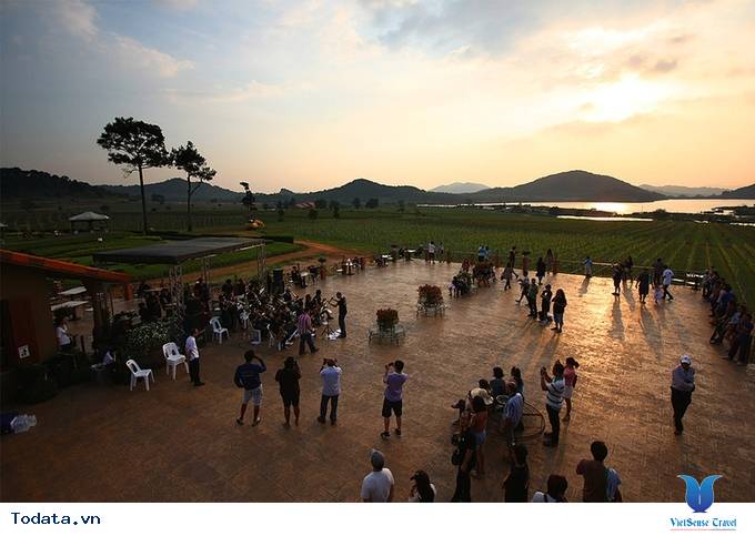 Vườn nho giống ngoại ô châu Âu ở Pattaya Hình ảnh 2 Vườn nho giống ngoại ô châu Âu ở Pattaya Hình ảnh 2