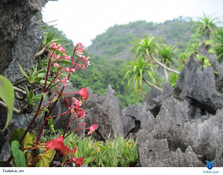 Vườn Quốc Gia Bái Tử Long Hình ảnh 1