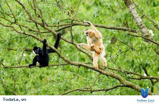 Vườn Quốc Gia Pù Mát Hình ảnh 8 Vườn Quốc Gia Pù Mát Hình ảnh 8