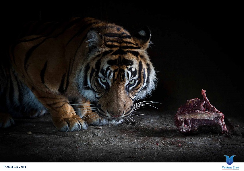 Vườn thú Night Safari, chỉ đón khách vào buổi tối Hình ảnh 3