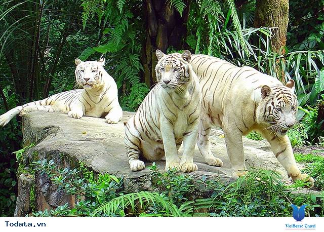 Vườn thú Night Safari, chỉ đón khách vào buổi tối Hình ảnh 1