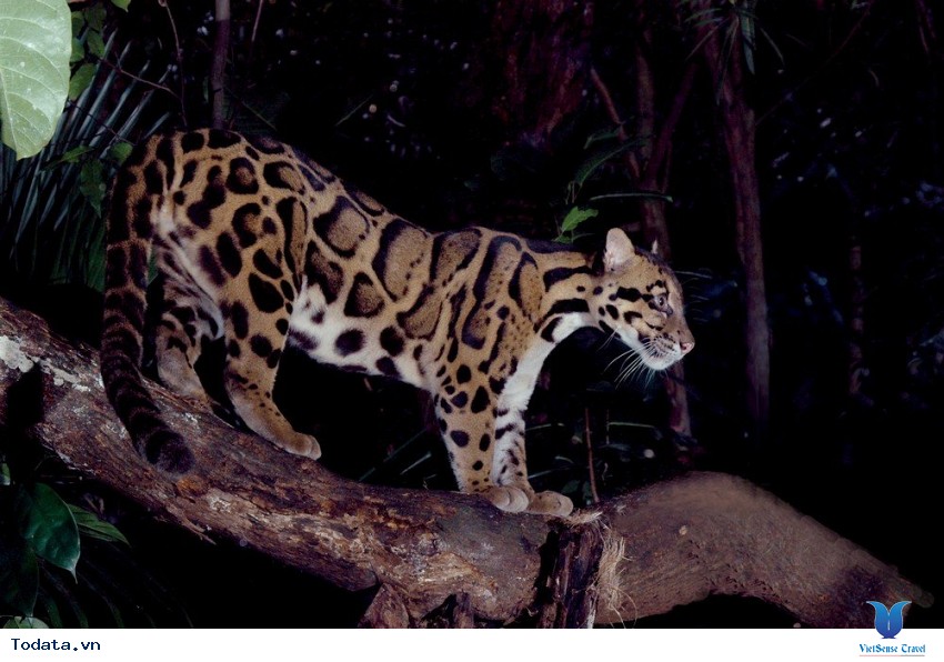 Vườn thú Night Safari, chỉ đón khách vào buổi tối Hình ảnh 2