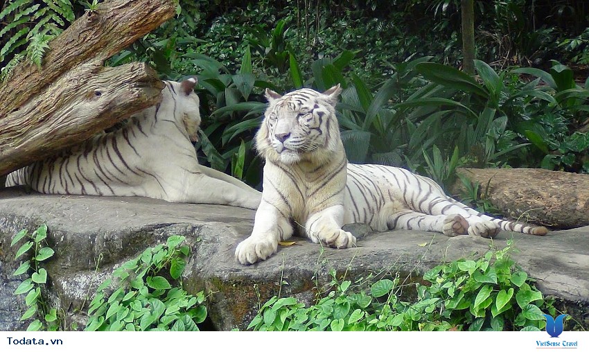 Vườn thú Night Safari đẹp mơ mộng Hình ảnh 2