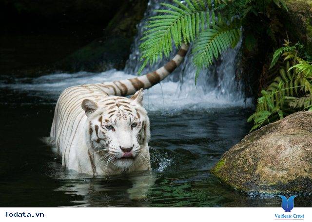 Vườn thú Night Safari đẹp mơ mộng Hình ảnh 1