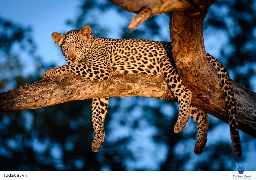 Vườn thú Night Safari, nơi thu hút du khách nhất Hình ảnh 1