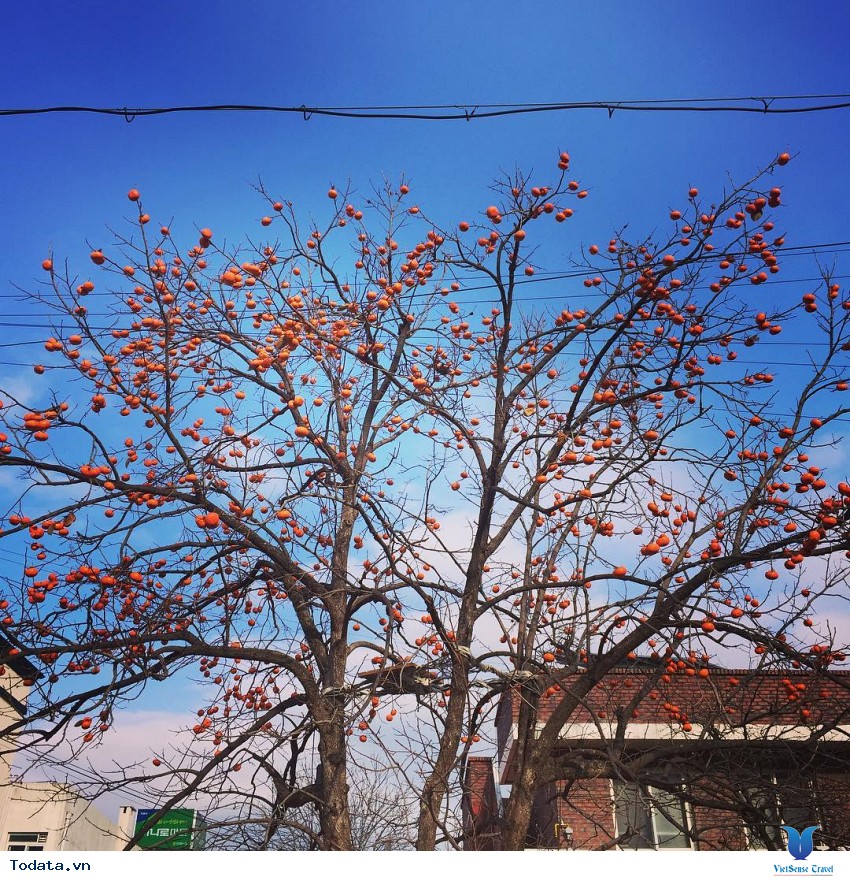 Xứ Sở Thân Tiên Gangwon Hình ảnh 4