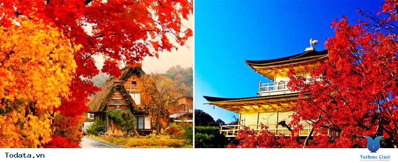 Tour Nhật Bản Mùa Lá Đỏ - Ảnh 2