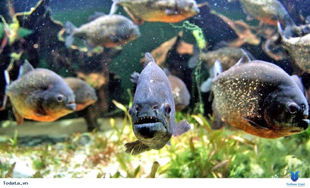 10 điều thú vị về đất nước Brazil - Ảnh 4 10 điều thú vị về đất nước Brazil - Ảnh 4