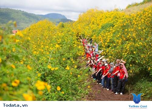 3 Loài Hoa Làm Nao Lòng Phượt Thủ Đà Lạt Những Ngày Tháng 11 - Ảnh 1 3 Loài Hoa Làm Nao Lòng Phượt Thủ Đà Lạt Những Ngày Tháng 11 - Ảnh 1