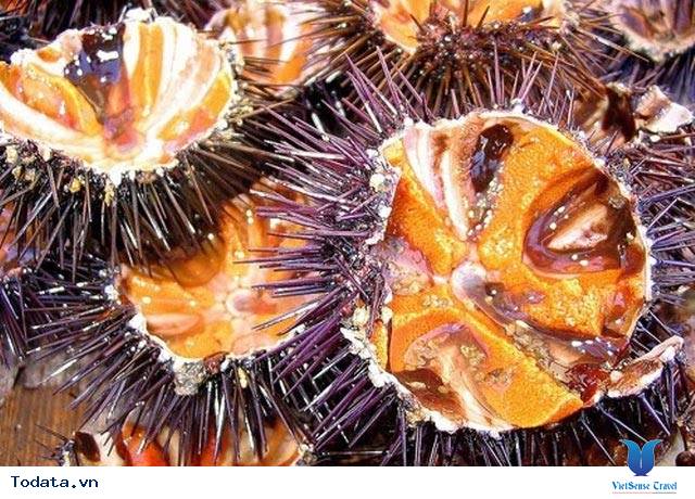 5 Loại Hải Sản Độc Đáo Ở Quan Lạn - Ảnh 1 5 Loại Hải Sản Độc Đáo Ở Quan Lạn - Ảnh 1