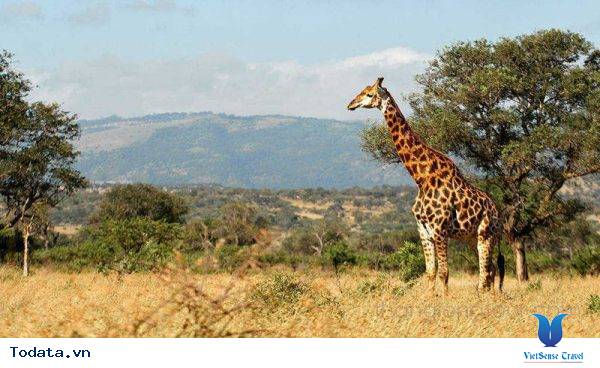 7 Lý Do Khiến Bạn Muốn Lên Lịch Hẹn Với Nam Phi Ngay Hè Này - Ảnh 2