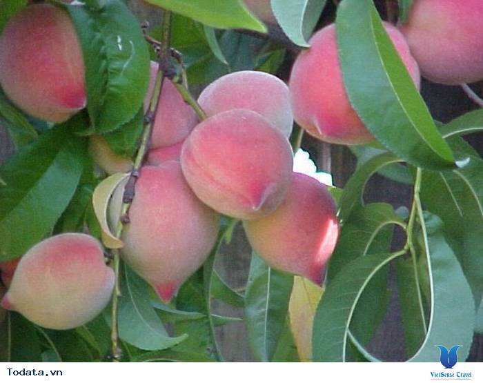 9 Món Ngon Khó Cưỡng Khi Đi Du Lịch Sapa - Ảnh 9