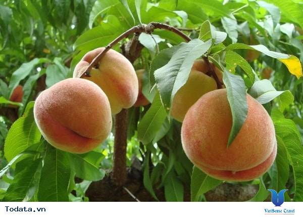 9 Món Ngon Khó Cưỡng Khi Đi Du Lịch Sapa - Ảnh 10