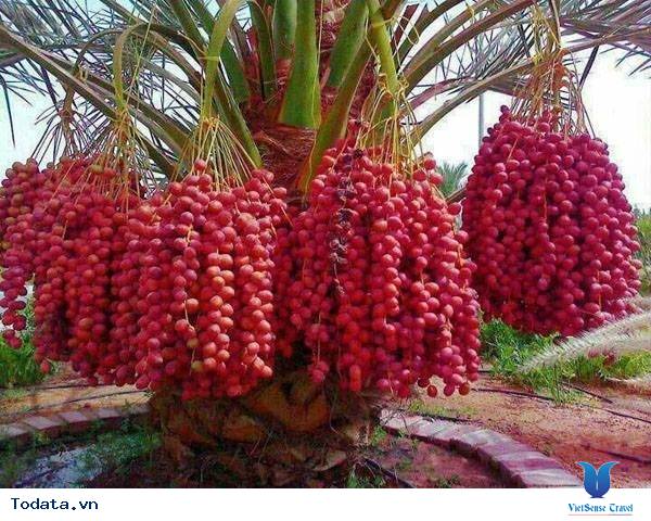 Ăn Gì Khi Đi Du Lịch Dubai? - Ảnh 1