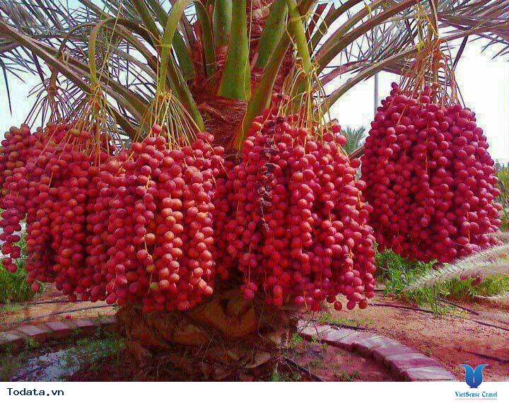 Bạn cần mua quà gì khi tới du lịch Dubai??? - Ảnh 4