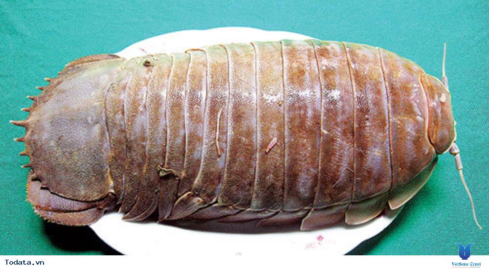 Bọ Biển, món ăn ngon hơn tôm hùm ở Quy Nhơn - Ảnh 1