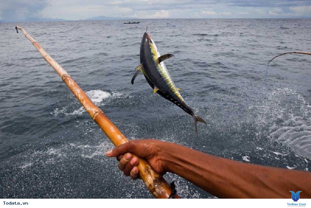 Cá ngừ đại dương danh bất hư truyền ở Philippines - Ảnh 1 Cá ngừ đại dương danh bất hư truyền ở Philippines - Ảnh 1