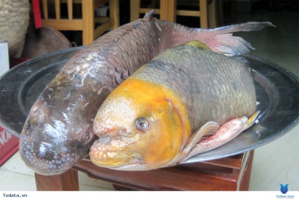 Cá tiến vua nổi tiếng của Tây Nguyên đại ngàn - Ảnh 1
