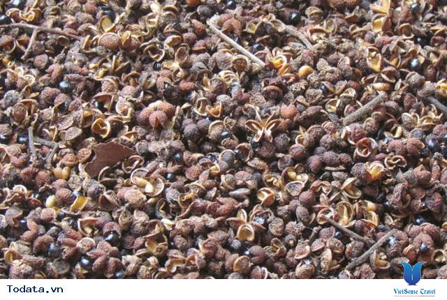 Cách Sử Dụng Mắc Khén- Gia Vị Đặc Trưng Của Núi Rừng Tây Bắc - Ảnh 10 Cách Sử Dụng Mắc Khén- Gia Vị Đặc Trưng Của Núi Rừng Tây Bắc - Ảnh 10