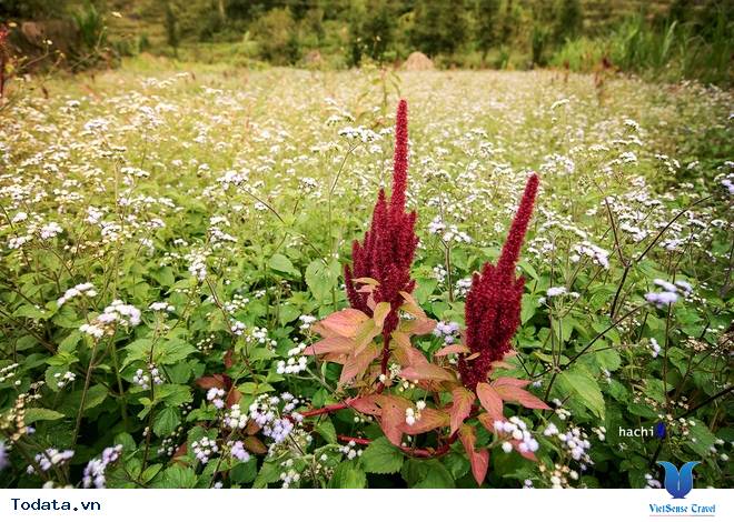 Cao Nguyên Đá Mùa Muôn Hoa Đua Nở - Ảnh 9