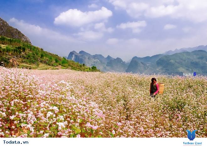 Cao Nguyên Đá Mùa Muôn Hoa Đua Nở - Ảnh 1
