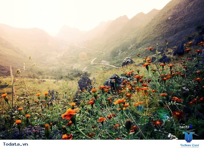 Cao Nguyên Đá Mùa Muôn Hoa Đua Nở - Ảnh 5