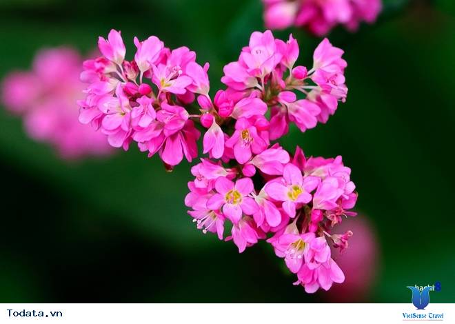 Cao Nguyên Đá Mùa Muôn Hoa Đua Nở - Ảnh 2