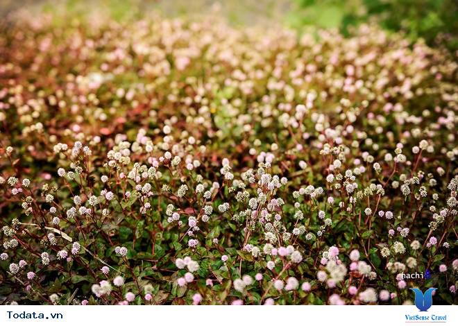 Cao Nguyên Đá Mùa Muôn Hoa Đua Nở - Ảnh 6