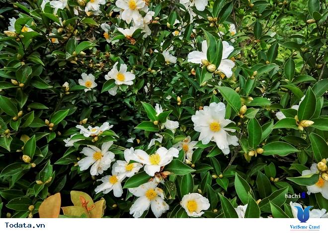 Cao Nguyên Đá Mùa Muôn Hoa Đua Nở - Ảnh 3