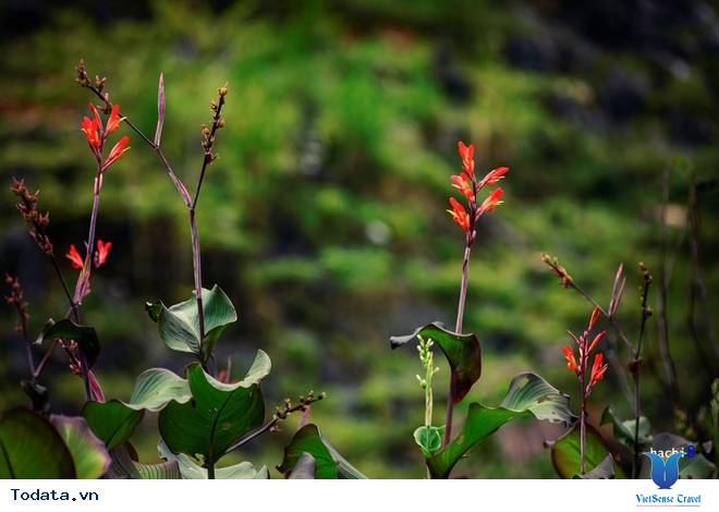 Cao Nguyên Đá Mùa Muôn Hoa Đua Nở - Ảnh 8