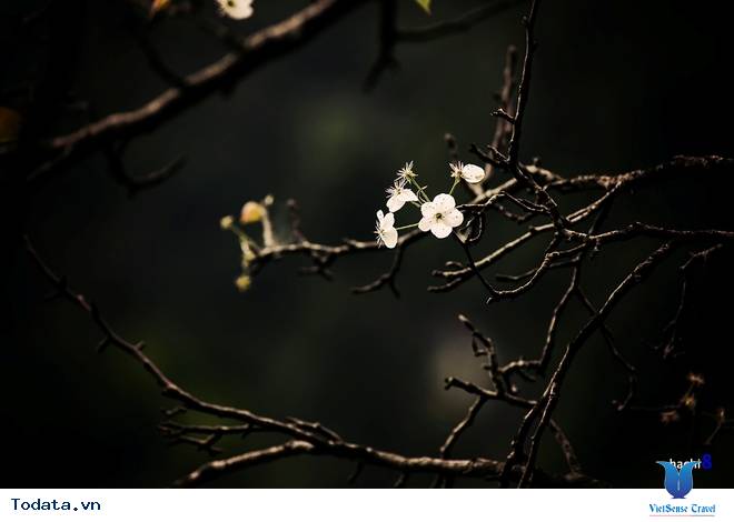 Cao Nguyên Đá Mùa Muôn Hoa Đua Nở - Ảnh 7