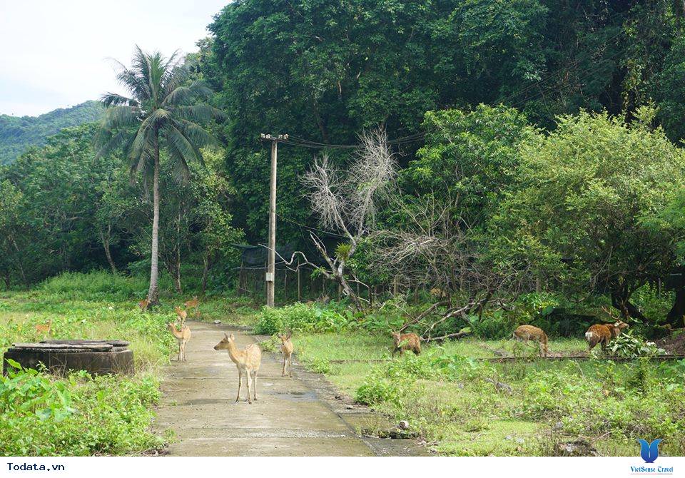 Check In Vườn Quốc Gia Cát Bà - Ảnh 2