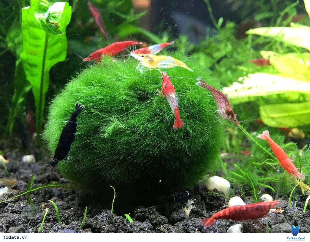 Chiêm ngưỡng bóng rêu được coi báu vật tự nhiên của Nhật Bản - Ảnh 1 Chiêm ngưỡng bóng rêu được coi báu vật tự nhiên của Nhật Bản - Ảnh 1