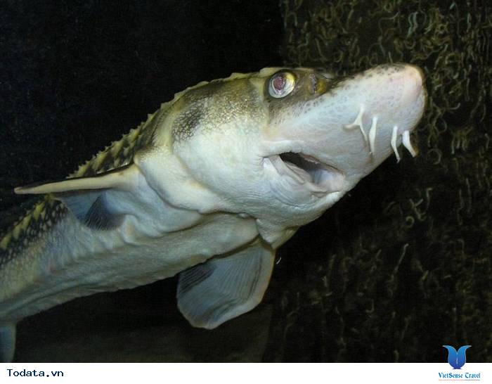 Chiêm ngưỡng những kỷ lục Guinness ấn tượng của nước Nga. - Ảnh 4 Chiêm ngưỡng những kỷ lục Guinness ấn tượng của nước Nga. - Ảnh 4