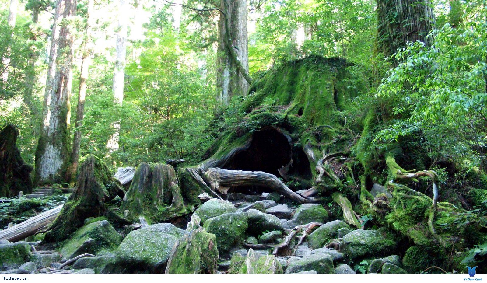 Chiêm ngưỡng Ốc Cửu đảo (đảo Yakushima) của Nhật Bản - Ảnh 1 Chiêm ngưỡng Ốc Cửu đảo (đảo Yakushima) của Nhật Bản - Ảnh 1