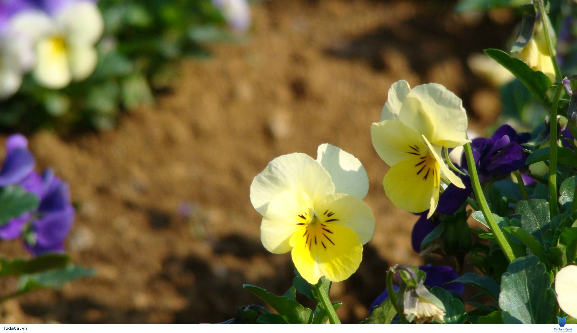 Chinh Phục Núi Hàm Rồng- Địa Danh Hấp Dẫn Bậc Nhất Sapa - Ảnh 6