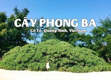 FREE & EASY ĐẢO NGỌC CÔ TÔ - Ảnh 12