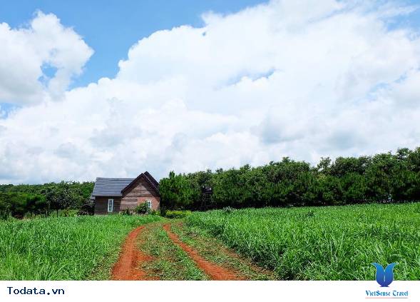 Dalat Milk Farm- Điểm Đến Cực Mới Khi Tới Đà Lạt - Ảnh 7