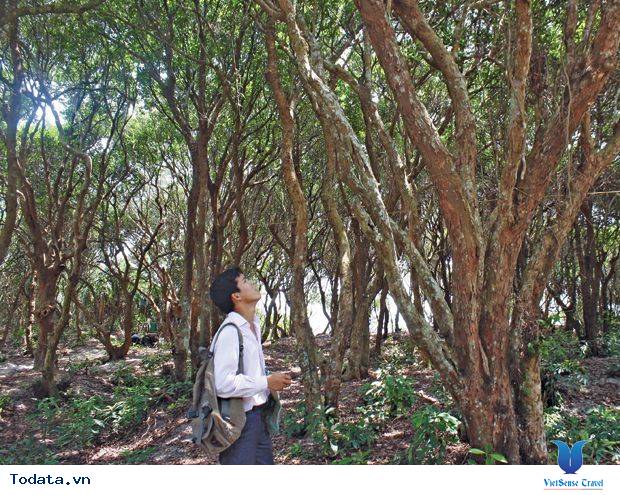 Dạo Bước Rừng Trâm Trên Đảo Quan Lạn - Ảnh 2