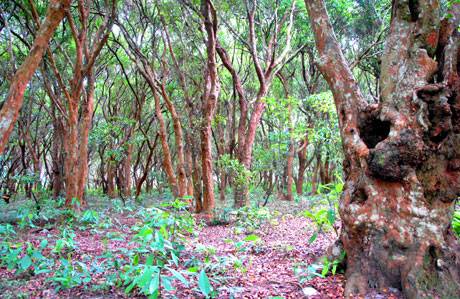Dạo Bước Rừng Trâm Trên Đảo Quan Lạn - Ảnh 4