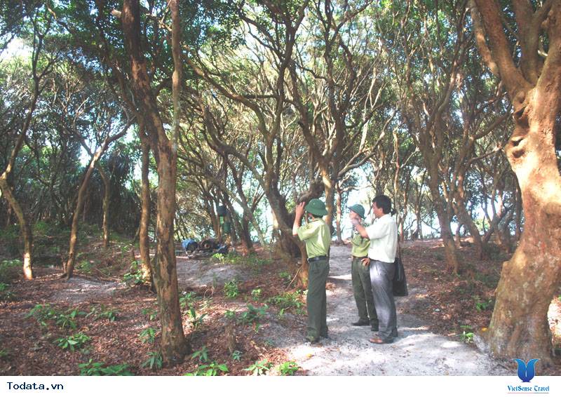 Dạo Bước Rừng Trâm Trên Đảo Quan Lạn - Ảnh 5