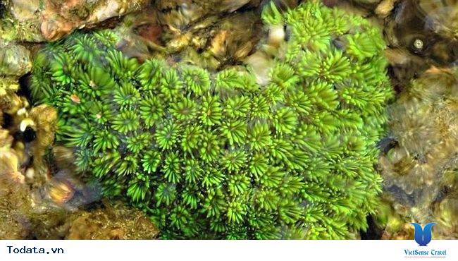 Đảo Hòn Lớn - Thiên Nhiên Hoang Sơ Chưa Có Dấu Tay Người - Ảnh 3