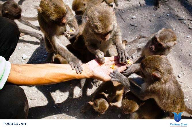 Đảo Khỉ Nha Trang - Ảnh 2